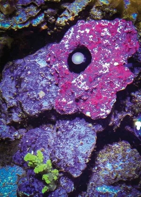 PMK PAR Monitoring Kit - Image 6