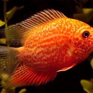 Severum - Gold Red Streak