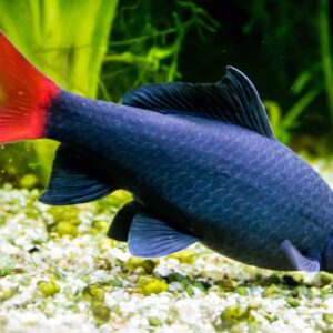 Red Tail Shark
