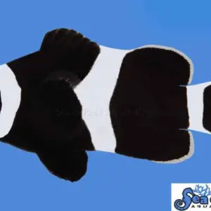 Darwin Ocellaris (B&W)