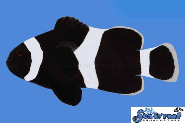 s-r-darwin-ocellaris-clownfish.jpg Darwin Ocellaris (B&W) - Image 1