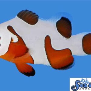 Davinci Extreme Grade - Clownfish Pair
