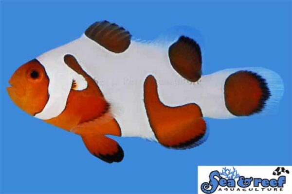 s-r-davinci-extreme.jpg Davinci Extreme Grade - Clownfish Pair - Image 1