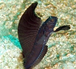 Sailfin Blenny