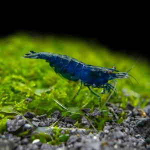 Blue Diamond Shrimp (Neocaridina davidi)