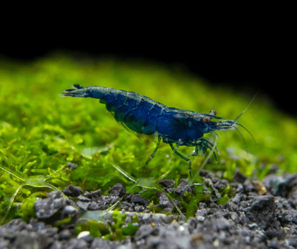 Blue Diamond Shrimp (Neocaridina davidi) - Image 1