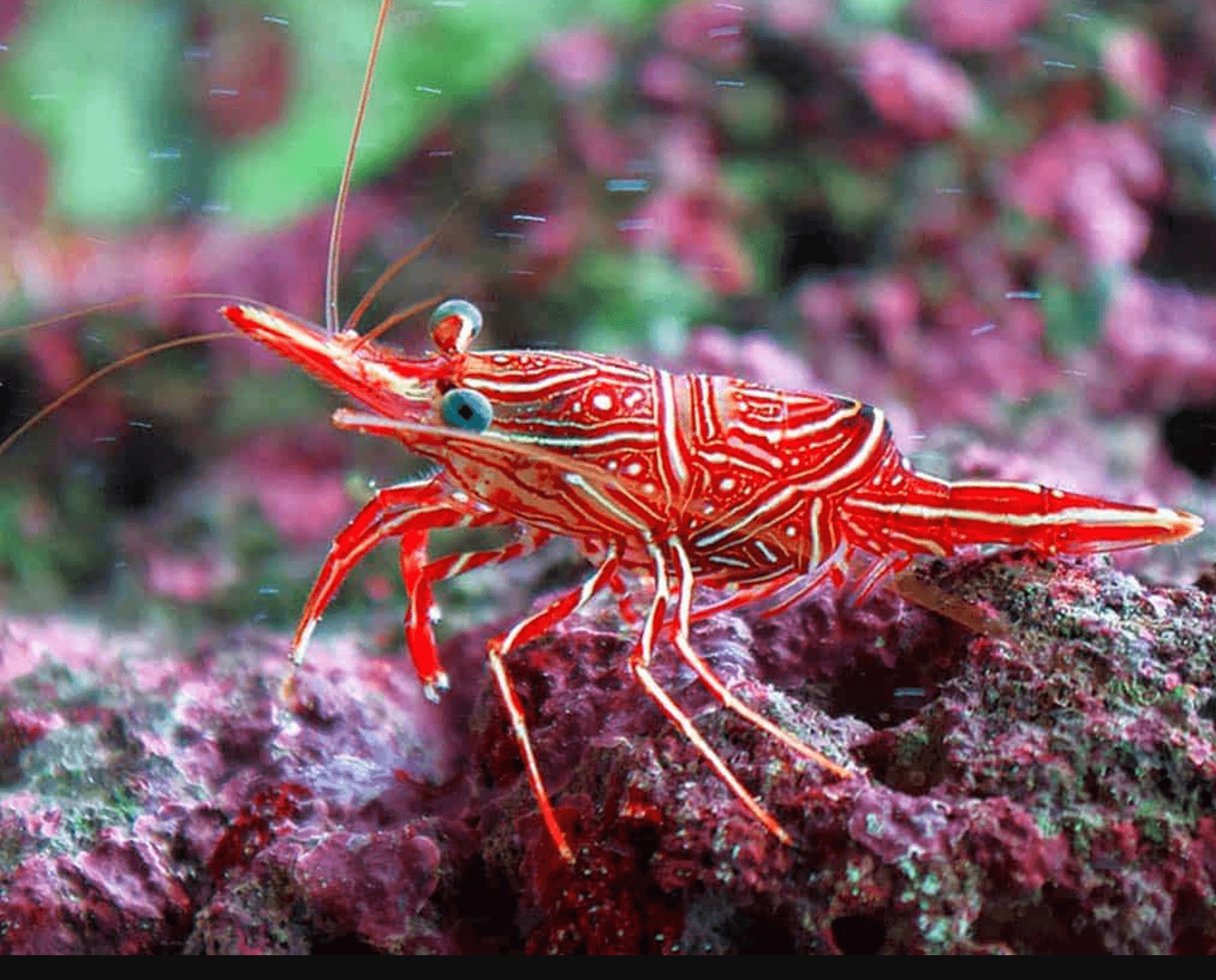 scrnli_11_16_2022_4-20-32-PM.png Camel Shrimp - Image 1
