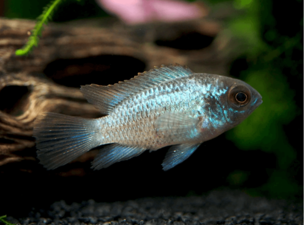 scrnli_12_15_2021_2-15-24-pm-1-1-1.png Electric Blue Acara Cichlid - Image 1