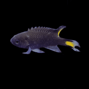 Lyretail Damselfish - Captive Bred