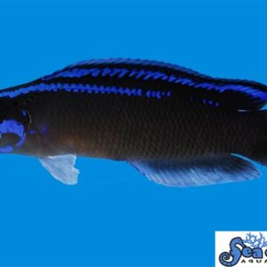 Black Neon Dottyback - Captive Bred