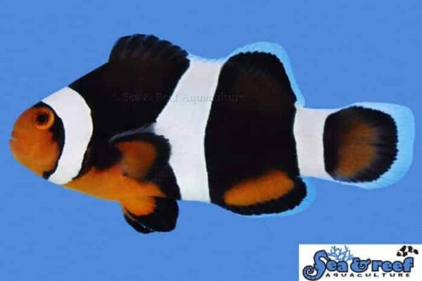 Black Photon Clownfish - Image 1