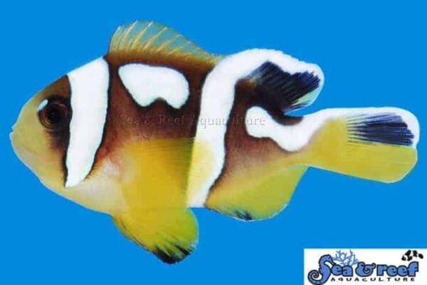 Spotcinctus Clownfish - Image 1