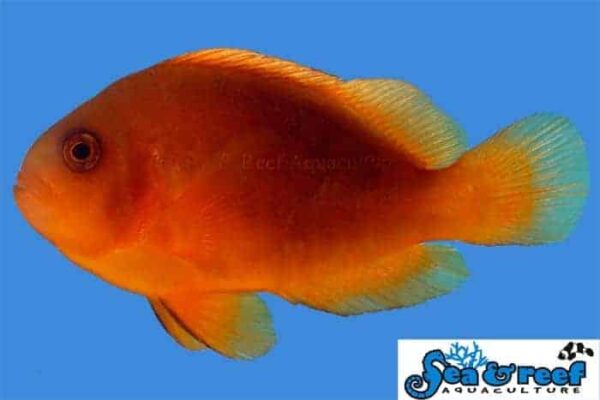 Fire Clownfish - Image 1