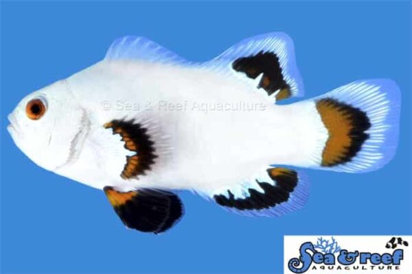 Ice Storm Clownfish - Image 1