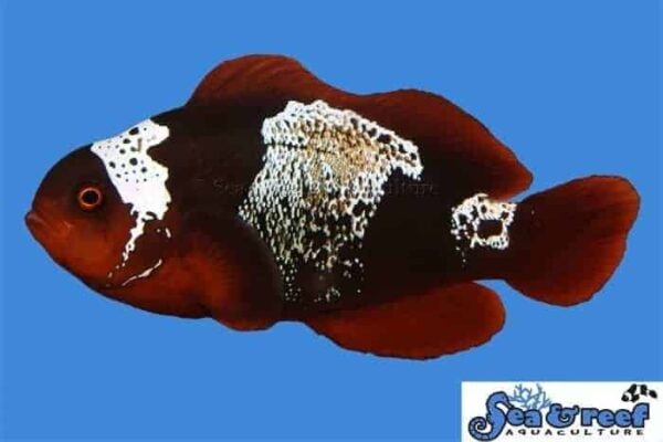 sr_lightning_maroon_clownfishl.jpg Lightning Maroon Clownfish - Image 1