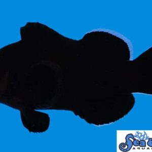 Midnight Clownfish