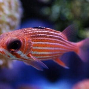 Striped Squirrelfish