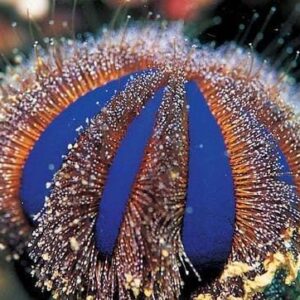Blue Tuxedo Urchin