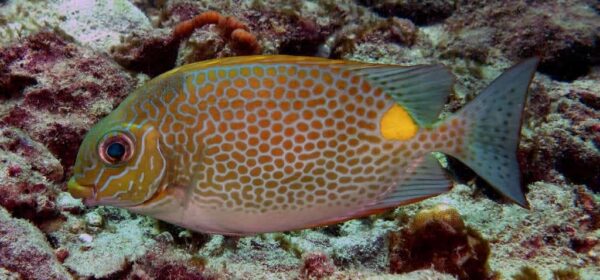 Yellow Blotch Rabbitfish - Image 1