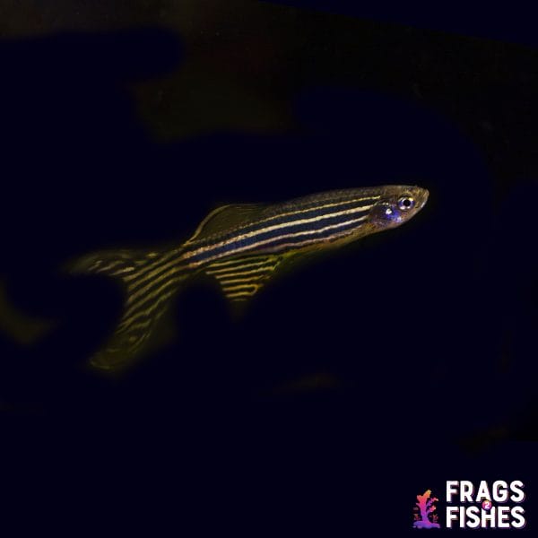 zebradanio.jpg Zebra Longfin Danio - Image 1