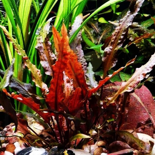 Cryptocoryne Wendtii Red - Image 1