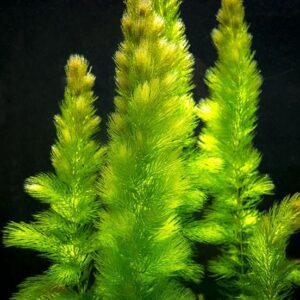 Hornwort Bunch