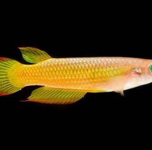Golden Wonder Killifish