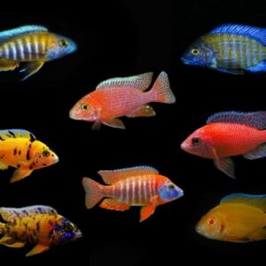African Cichlid Peacock XL