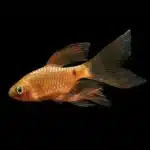 Longfin Rosy Barb