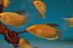 Mixed Gourami - Image 2