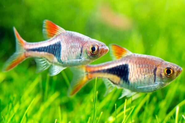 Rasbora Harlequin Tetra - Image 1