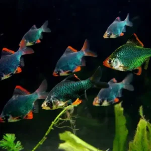 Green Tiger Barb
