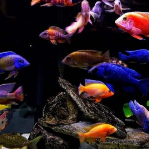 African Cichlid- Medium