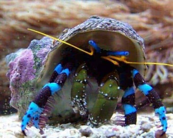media_c493462e-4a2e-42f4-9778-d7fafef59f4c_1024x1024.jpg Electric Blue Hermit Crab - Image 1