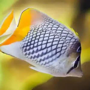 Pearlscale Butterfly