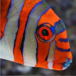 Harlequin Tusk - Captive Bred