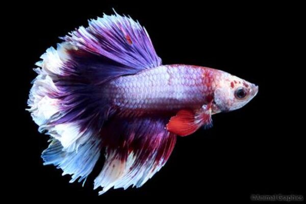 Betta: Halfmoon  Rosetail - Image 2