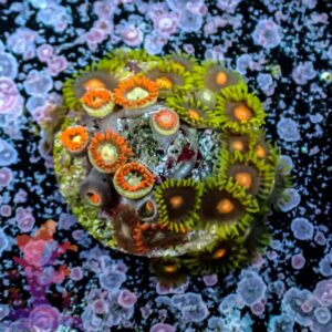 Zoa Combo - 307036