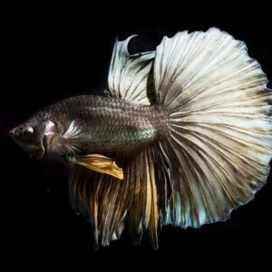 Betta: Male Copper