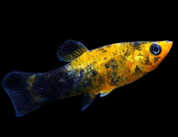 Gold Dust Molly - Image 1