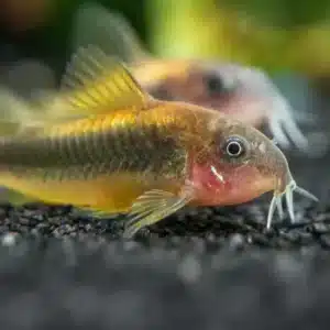 Green Gold Corydora