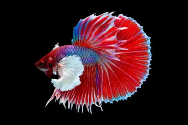 Betta: Halfmoon  Rosetail - Image 1