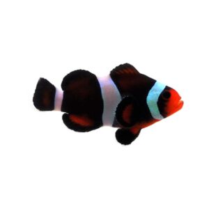 Chocolate Mocha Clownfish