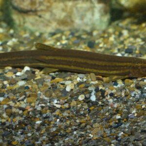 Dojo Loach
