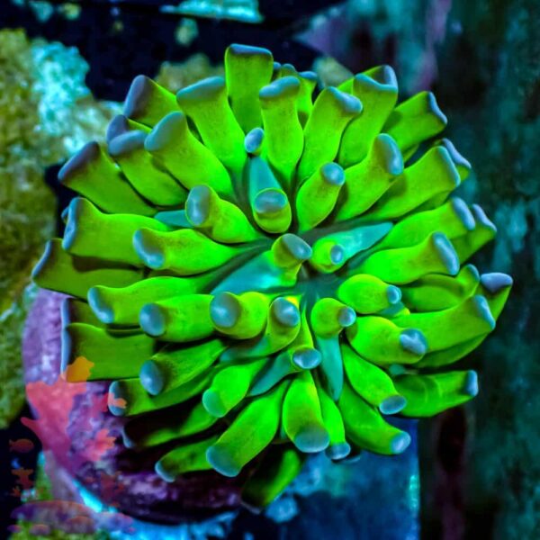 Branching Hammer Branching Hammer - WYSIWYG - 20241004 - Image 1