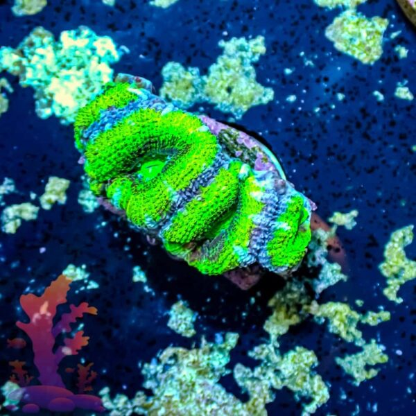 Green Acans - WYSIWYG - 20241025 - Image 1