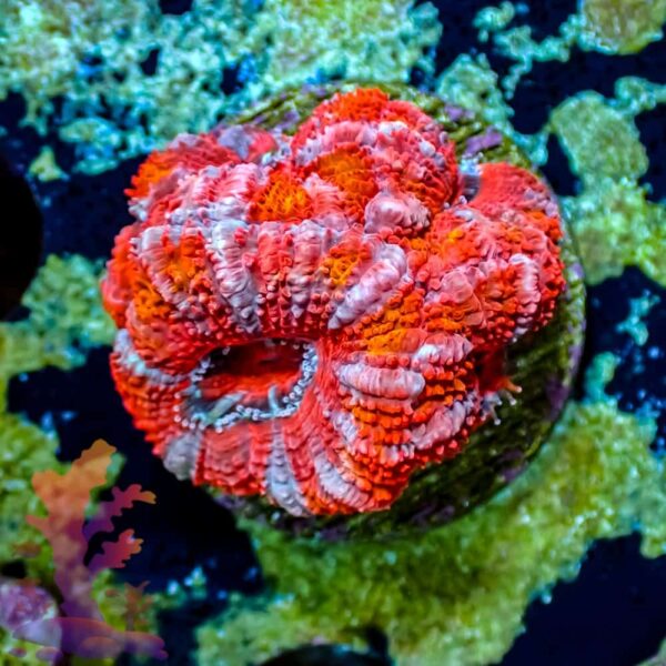 Ultra Acans - WYSIWYG - 20241026 - Image 1