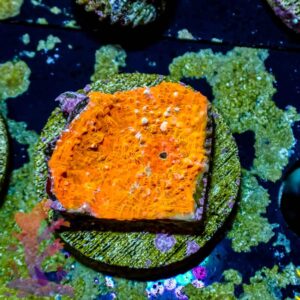 Orange Chalice - WYSIWYG - 20241031