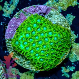 Wintergreen Cyphastrea - WYSIWYG - 20241035