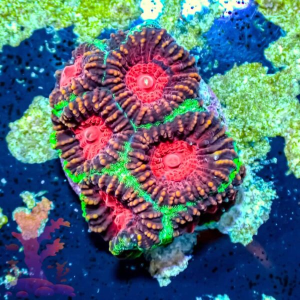 Xmas Favia - WYSIWYG - 20241038 - Image 1